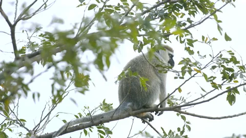 A vervet monkey sits in a tree in Uganda feeding Video stock 170879968