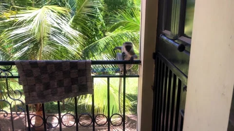 Vervet Monkey Sitting on Balcony Scratching Watching Chickens Diani Beach Kenya Stock Footage 252895957