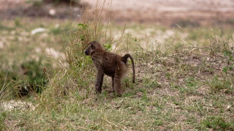 A vervet monkey sitting in between tall grass. Stock Footage 153461375