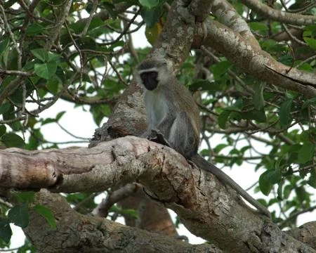 Vervet monkey sitting on a bough Stock Photos