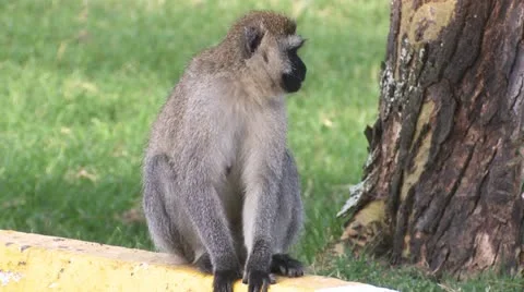 Vervet monkey sitting Vídeos de archivo 22274308
