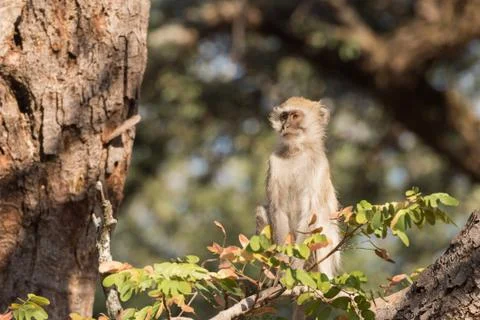 Vervet Monkey sitting high up in tree profile Stockfoto's
