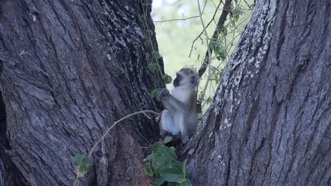 A Vervet Monkey Sitting On A Tree And Eating And Then Leaving. Stock Footage 80926427