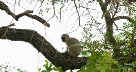 Vervet Monkey Sitting on a Tree Branch in Kruger National Park South Africa Stock Footage 340405435