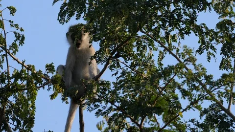 Vervet Monkey sitting in a tree Stock Footage 125183079