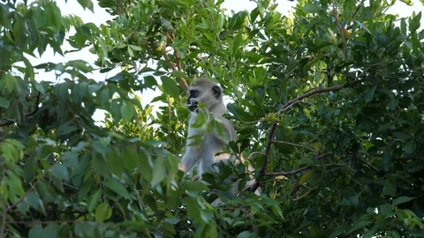 Vervet Monkey sitting in the Tree Stock Footage 125186873
