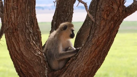 Vervet Monkey sitting in a Tree Video stock 125411245