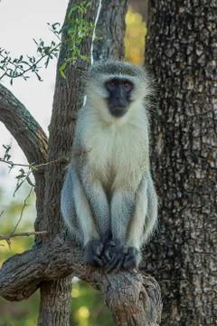 Vervet monkey sitting in a tree Stock Photos