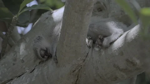 A vervet monkey sleeping in a tree. Stock Footage 170806346