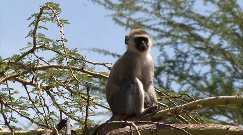 Vervet monkey in Tanzania Stock-Footage 34263380