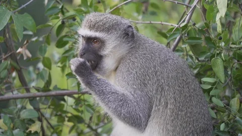 Vervet monkey in tree eating berries in south africa Stock Footage 128430269