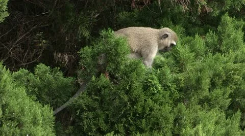 Vervet monkey in tree Stock Footage 12661825