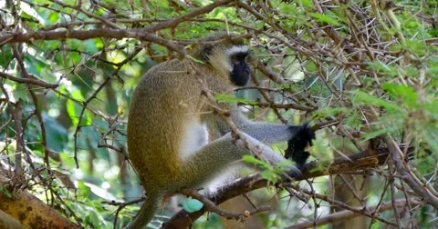 Vervet Monkey in tree Stock Footage 60596096