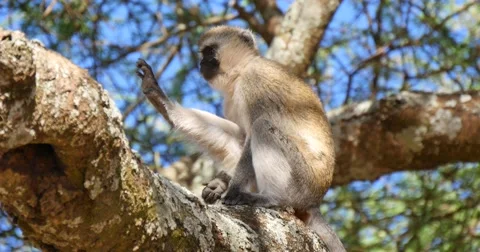 Vervet Monkey in tree Stock Footage 60596379