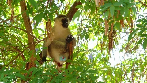 Vervet monkey in a tree Stock Footage 81365179
