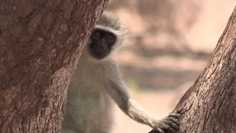 Vervet monkey in tree Video stock 84650746