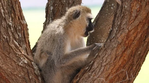 Vervet monkey in a tree Stock Footage 125408502