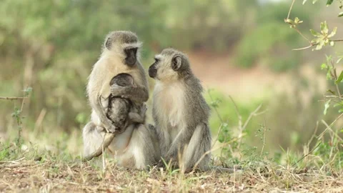 Vervet monkey turning away while holding her baby in her arms from another Stock Footage 339000044