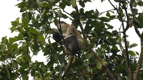 Vervet monkey, Uganda Video stock 100516497