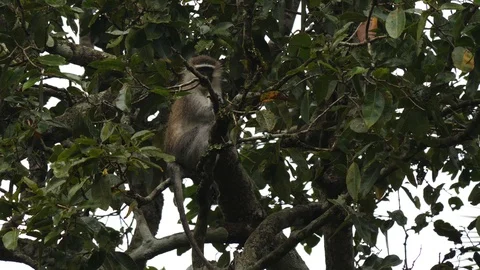 Vervet monkey, Uganda Video stock 100516504