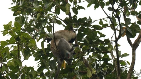 Vervet monkey, Uganda Video stock 100516507