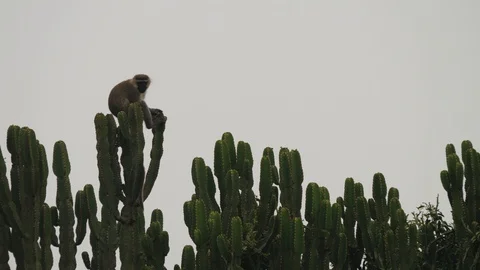 Vervet monkey, Uganda Video stock 100564626