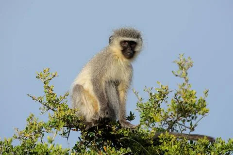 Vervet monkey Vervet monkey (Cercopithecus aethiops) sitting in a tree, So... Foto stock