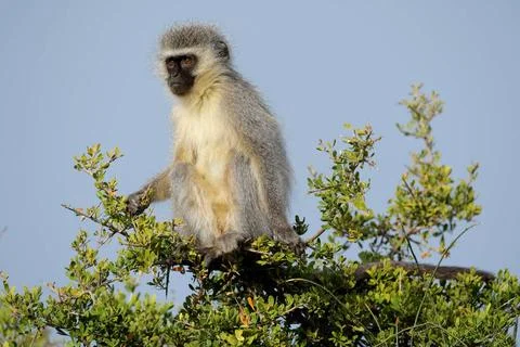 Vervet monkey Vervet monkey (Cercopithecus aethiops) sitting in a tree, So... Stock Photos