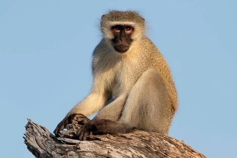 Vervet monkey Vervet monkey (Cercopithecus aethiops) sitting in a tree, So... Stock Photos