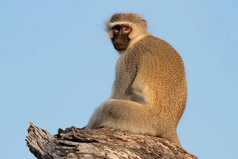 Vervet monkey Vervet monkey (Cercopithecus aethiops) sitting in a tree, So... Stock Photos