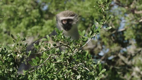Vervet monkey Watcher Stock Footage 142033384