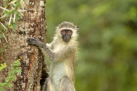 Vervet monkey in the wilderness Stock Photos
