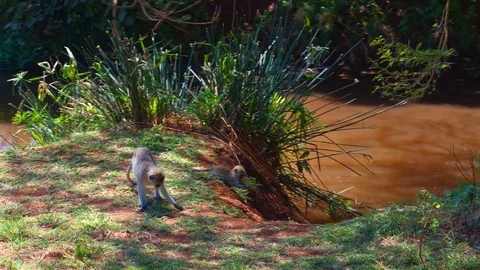 Vervet monkeys (Blue ball monkey) in lake Manyara jungle in Tanzania national Stock Footage 73814775