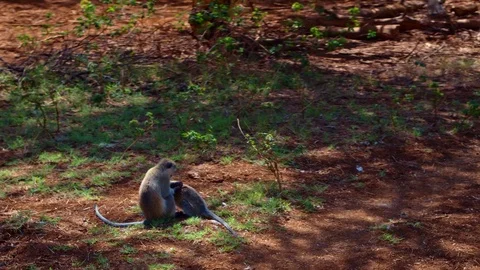 Vervet monkeys (Blue ball monkey) in lake Manyara jungle in Tanzania national Stock Footage 73814839