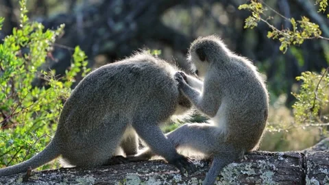 Vervet monkeys (Cercopithecus aethiops) grooming in a tree, South Africa Stock Footage 243622048
