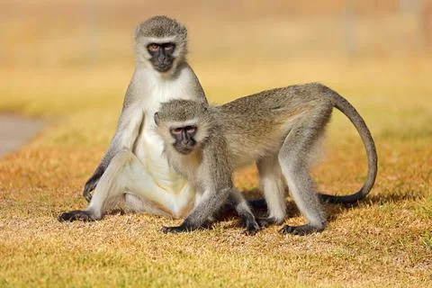 Vervet monkeys (Cercopithecus aethiops) sitting on the ground, South Africa. Stock Photos