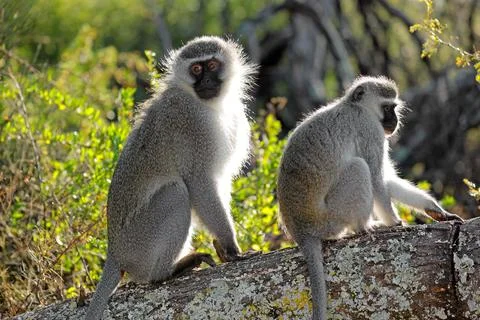 Vervet monkeys (Cercopithecus aethiops) sitting in a tree, South Africa Stock Photos