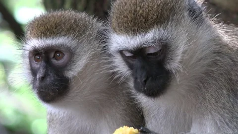 Vervet monkeys eating mango Video stock 76266328