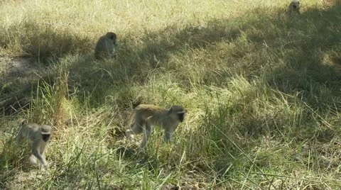 Vervet Monkeys 스톡 동영상 11133680