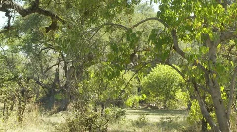 Vervet Monkeys 스톡 동영상 11134522