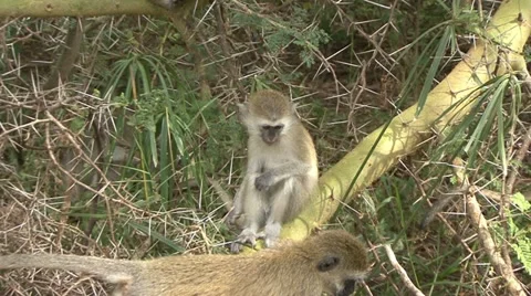 VERVET MONKEYS Video stock 18110710