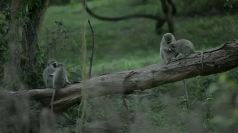 Vervet Monkeys Stock Footage 29152327