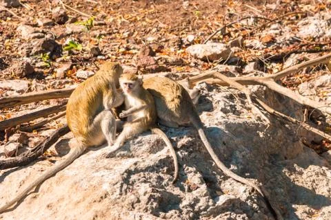 Vervet monkeys Stock Photos