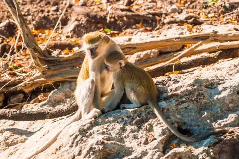 Vervet monkeys Stock Photos