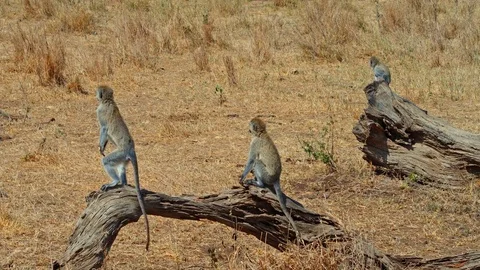 Vervet Monkeys shouting at a leopard Stock Footage 73821336
