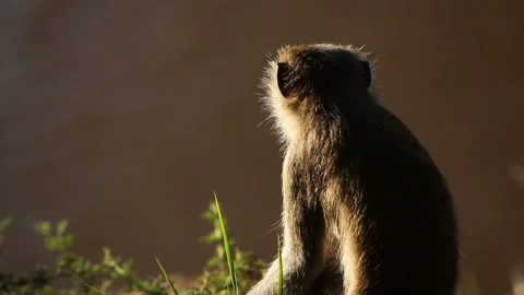 Vervet Monkeys siting on a brunch Stock Footage 139287239