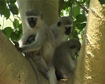 Vervet Monkeys Sleeping in Tree 01 GF 스톡 동영상 10595551