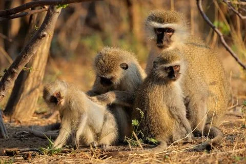 Vervet monkeys Vervet monkeys (Cercopithecus aethiops) grooming one anothe... Stock Photos