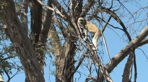 Vervet Monkies in tree Video stock 22300022