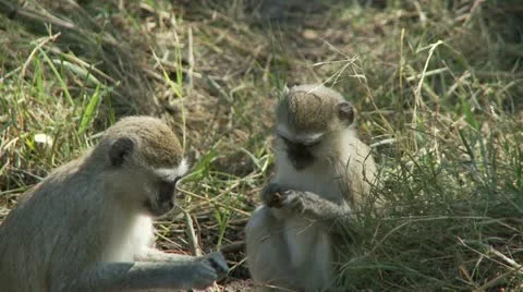 Vervets Foraging Stock Footage 11133640